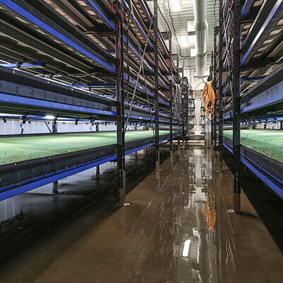 marketing vertical farming, innovation agriculture Abbotsford